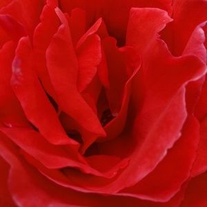 Meet your Posher, Toby